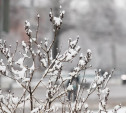 Погода в Туле 11 декабря: до -12 градусов и без осадков