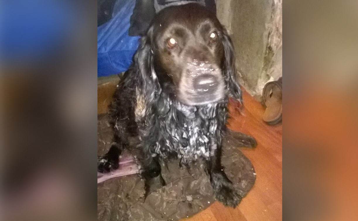 Неравнодушный туляк спас собаку из ледяной реки 