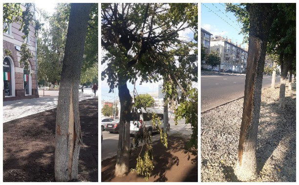 Туляки: Рабочие снова калечат деревья на Красноармейском проспекте