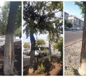 Туляки: Рабочие снова калечат деревья на Красноармейском проспекте