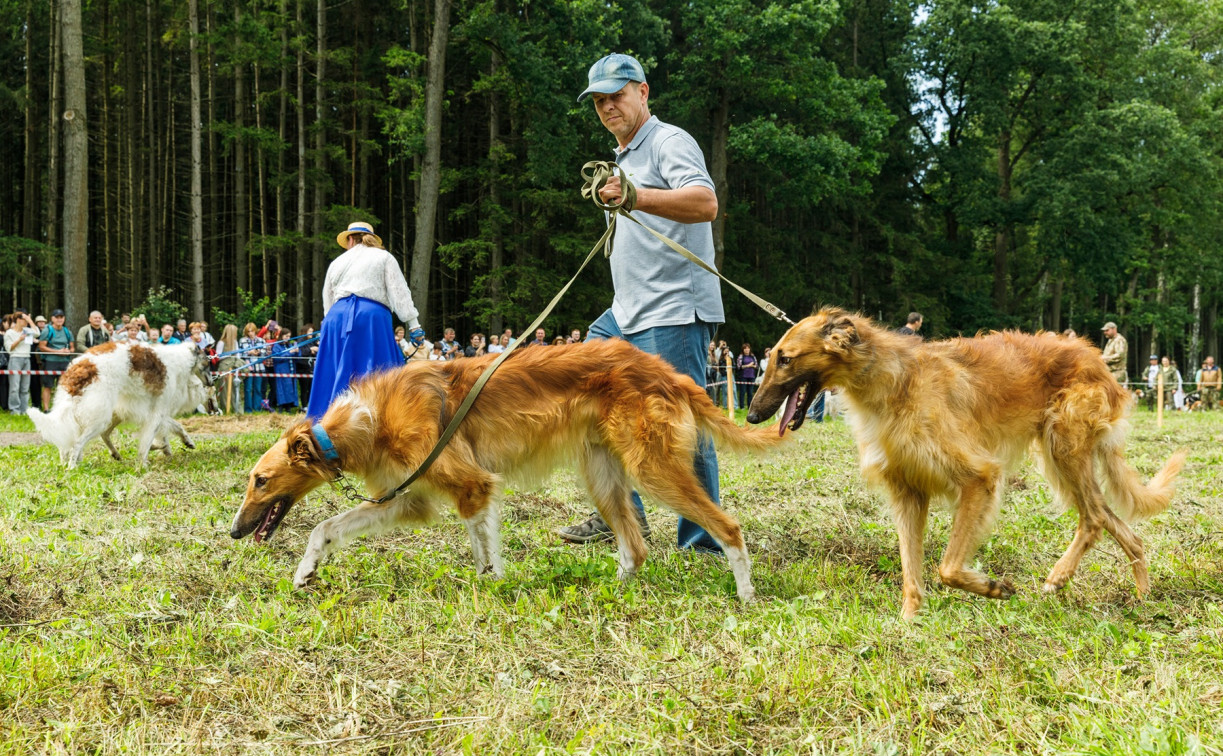 В Ясной Поляне в третий раз прошел фестиваль «Охота как искусство»