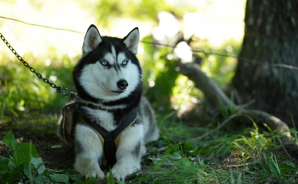 В Туле хаски прокусила плечо ребёнку: с хозяина собаки требуют 300 000 рублей