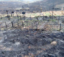 Пожар на кладбище в Тульской области уничтожил могилы: фото