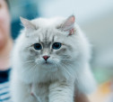 Выставка «Пряничные кошки» в Туле: фоторепортаж