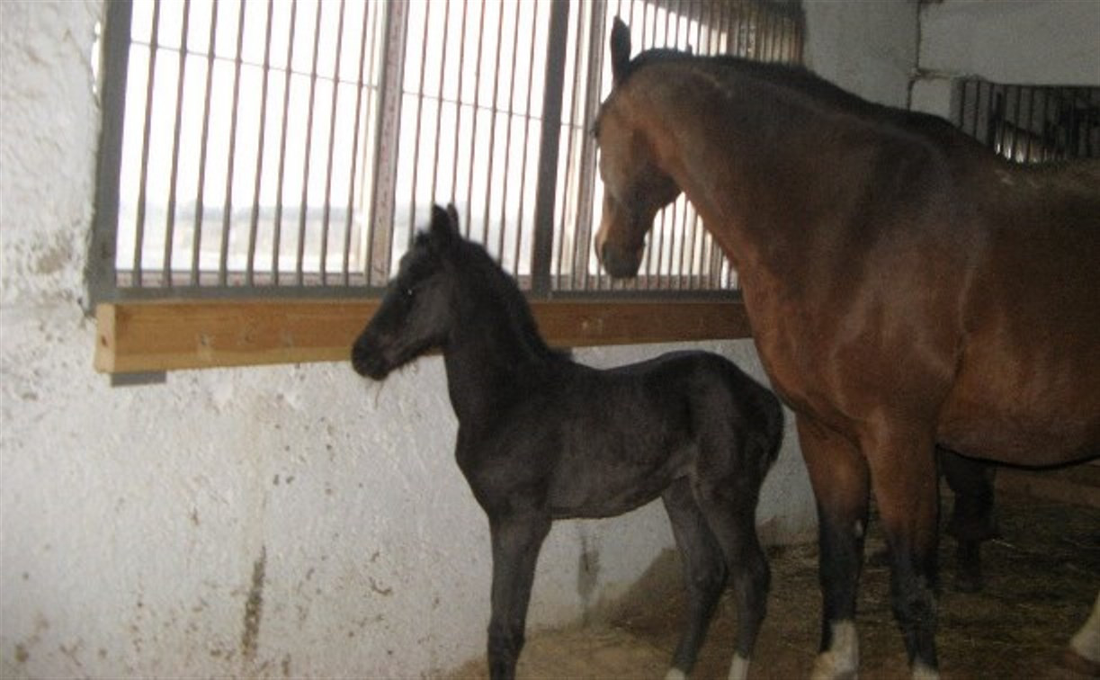 «Куликово поле» объявит конкурс на лучшую кличку новорожденной лошадки