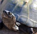 В районе Зеленстроя у туляка «сбежала» черепаха