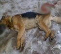Тулячка: в Криволучье неизвестные жестоко убили бездомных собак