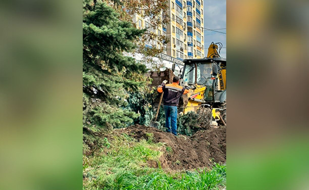 Кто ответит за вырубку голубых елей возле «Голубого огня» в Пролетарском округе?