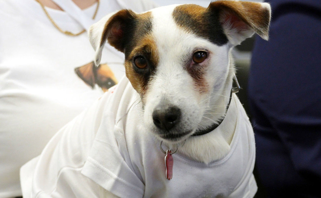 В Тульской области разработали путеводитель для туристов с животными