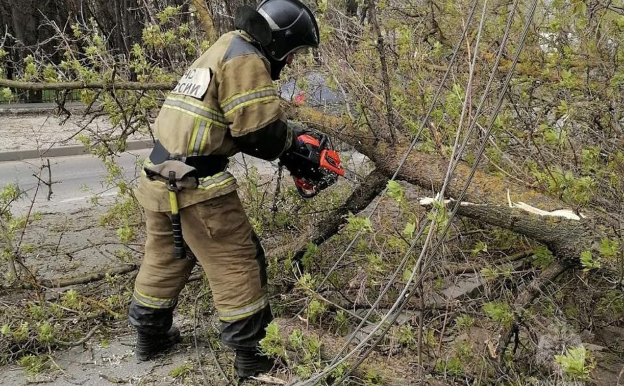 Из-за сильного ветра в Тульской области рухнуло 50 деревьев