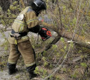 Из-за сильного ветра в Тульской области рухнуло 50 деревьев