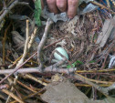 В Туле при ликвидации аварийных деревьев были уничтожены гнёзда с птенцами грачей