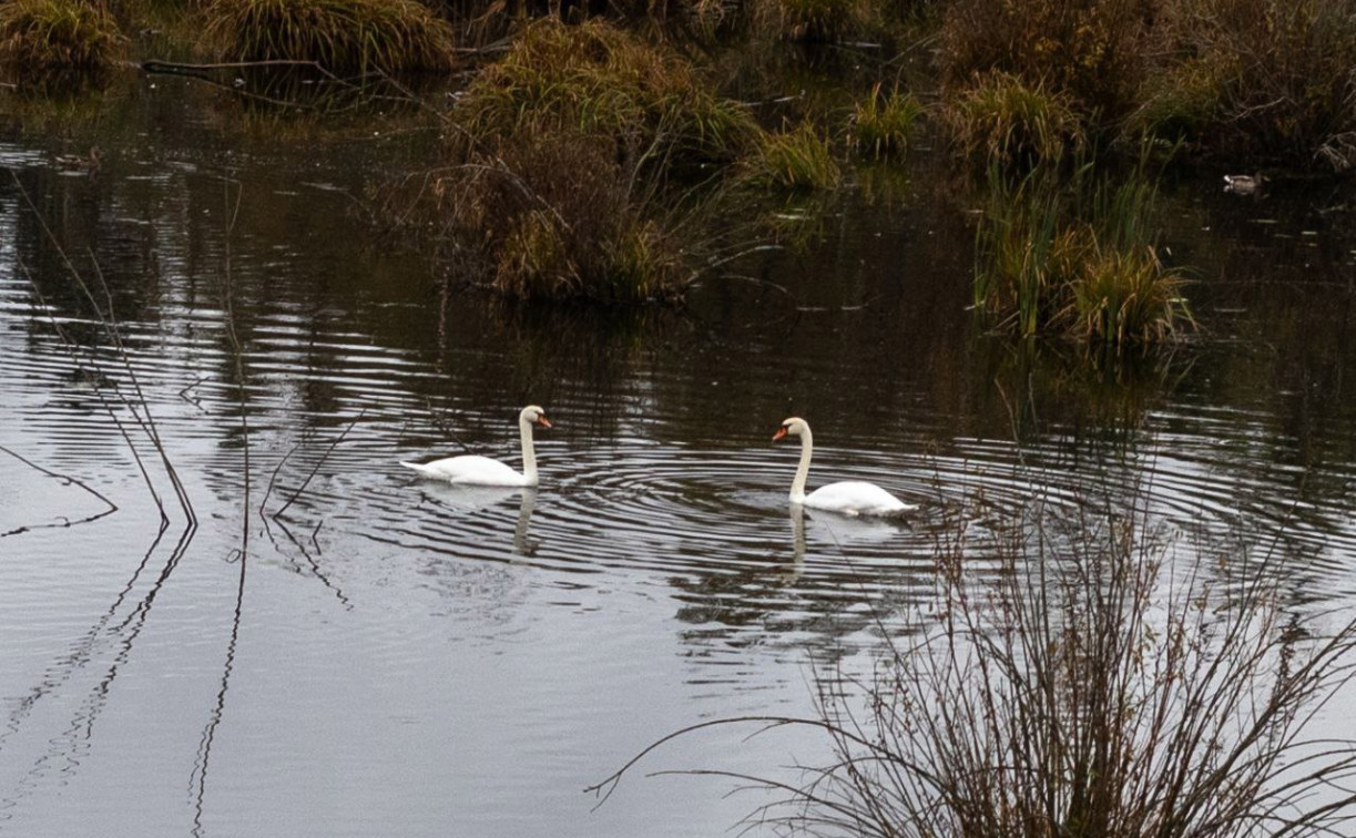 Туляки заметили пару лебедей на пруду в Щекинском районе: почему они не улетели и нужна ли им помощь