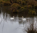 Туляки заметили пару лебедей на пруду в Щекинском районе: почему они не улетели и нужна ли им помощь