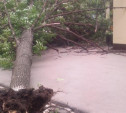В Туле упавшее напротив детской поликлиники дерево ликвидировали 7 июня 