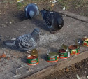 Жители Болохово подкармливают голубей ...красной икрой