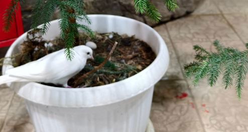 Тульский экзотариум просит гостей не пугать молодую маму-наседку