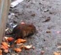 Туляков атаковали десятки жирных крыс: видео