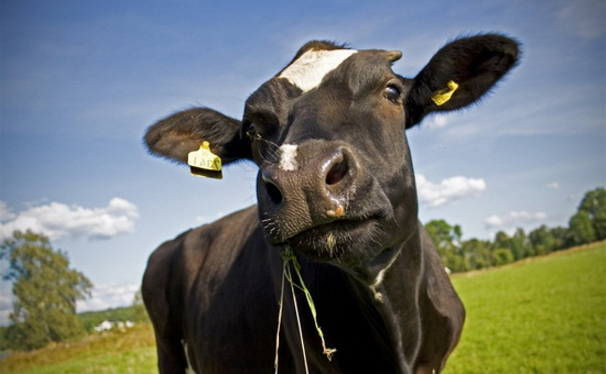 В Богородицком районе у коров украли чугунные поилки