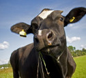 В Богородицком районе у коров украли чугунные поилки