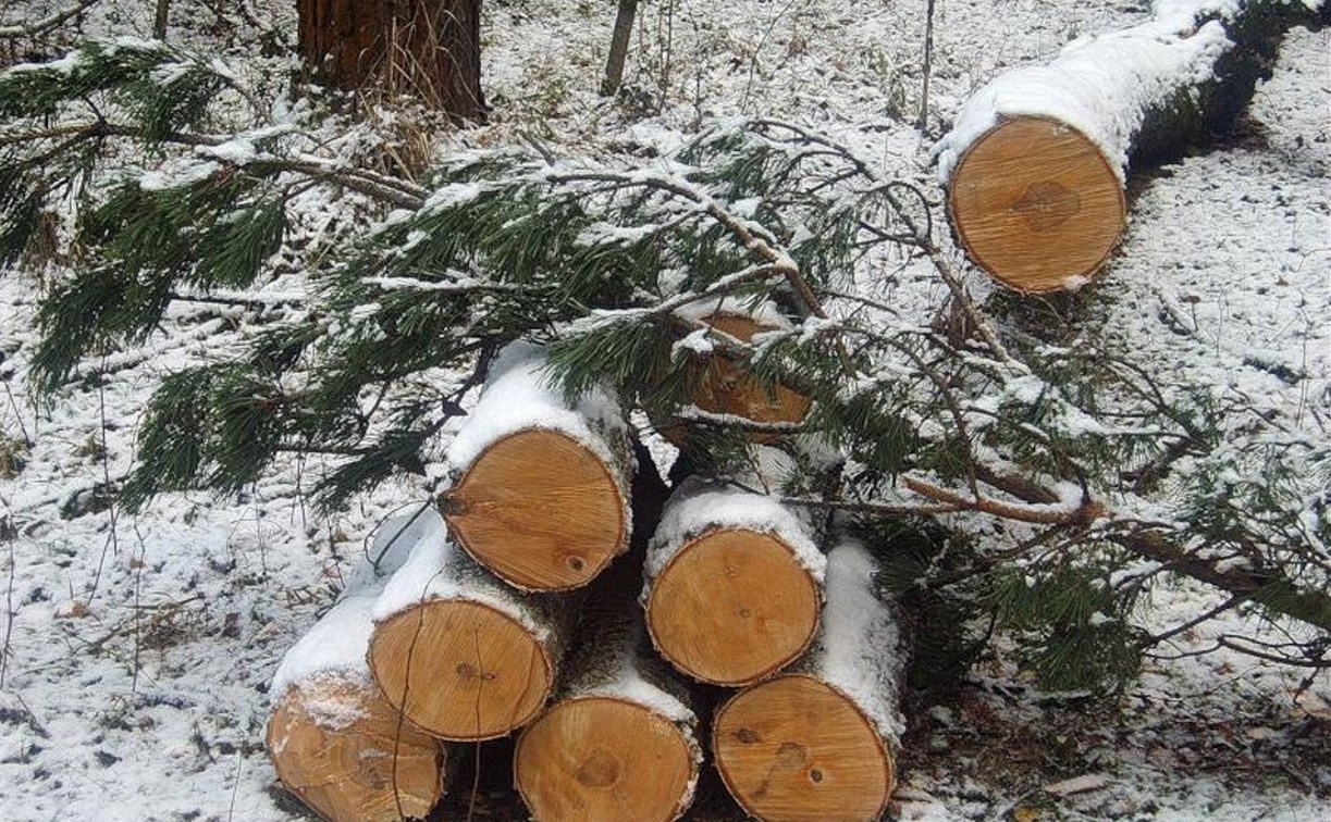 Житель Тульской области выплатит более миллиона рублей за незаконную вырубку леса