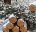 Житель Тульской области выплатит более миллиона рублей за незаконную вырубку леса