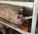 В Ясногорском районе зафиксировали африканскую чуму свиней