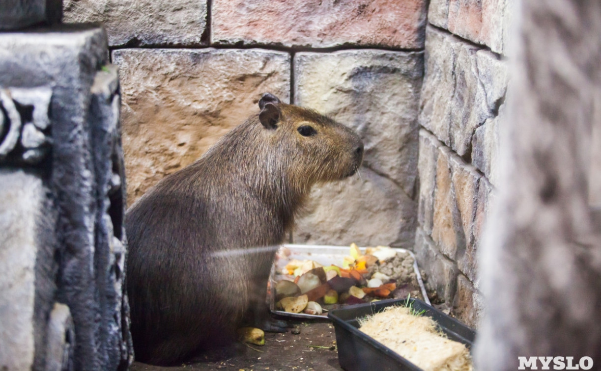 Тульский экзотариум отметит 35-й день рождения