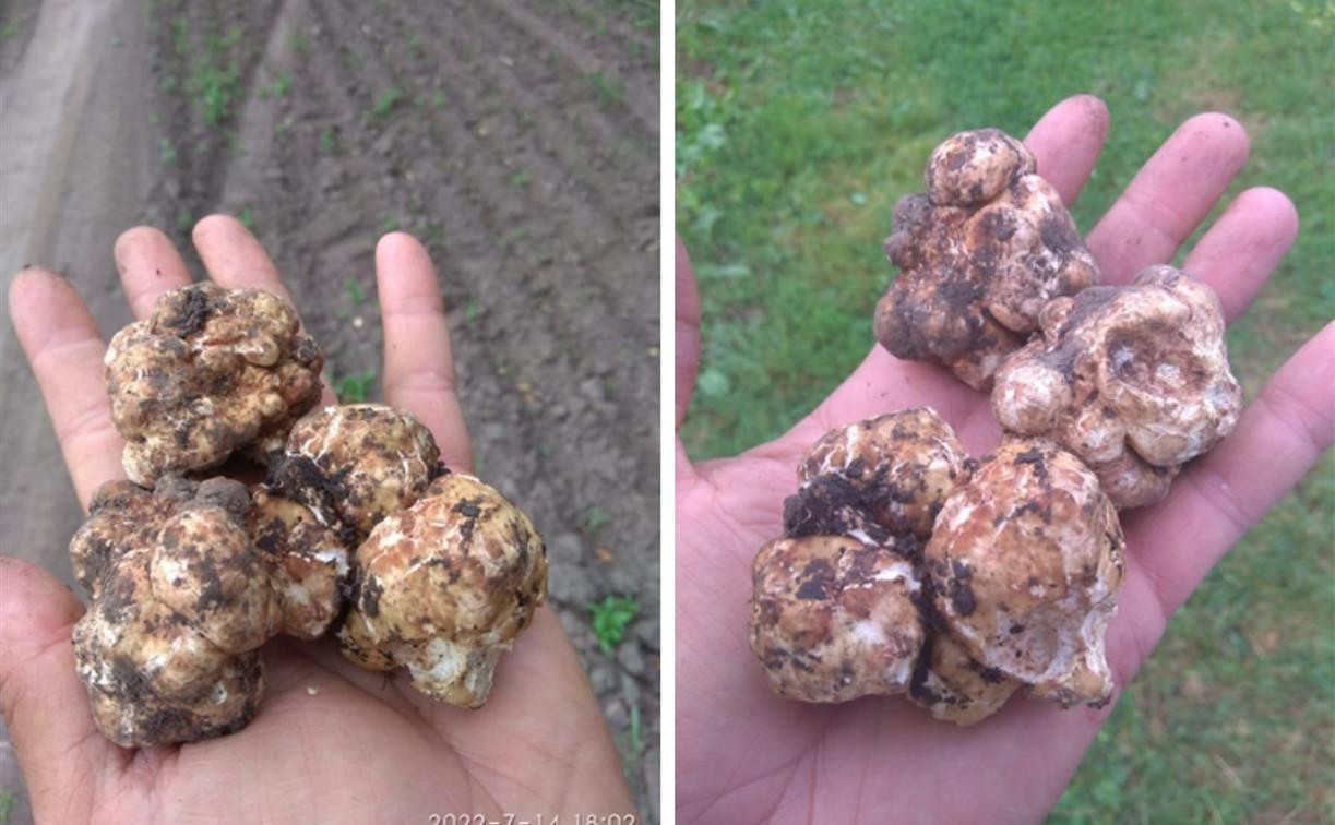 Тулячка нашла в Чернском районе редкий гриб – белый трюфель