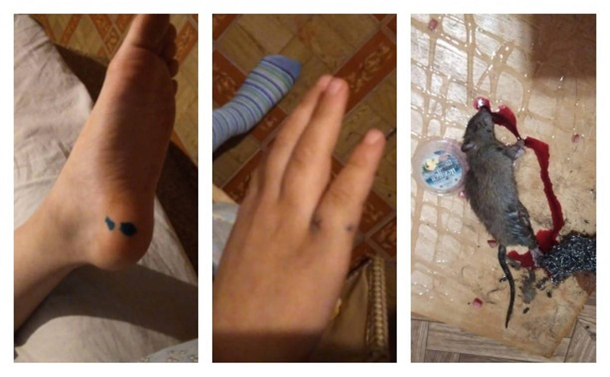В Тульской области крыса покусала спящих детей: следователи проведут проверку