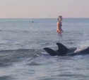 В Анапе пара дельфинов приплыла на мелководье к людям: тулячка сняла милое видео