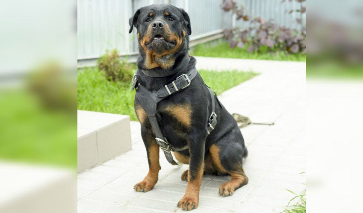 В Туле ветеринар лечил собаку наугад, а после смерти животного подал на хозяев в суд