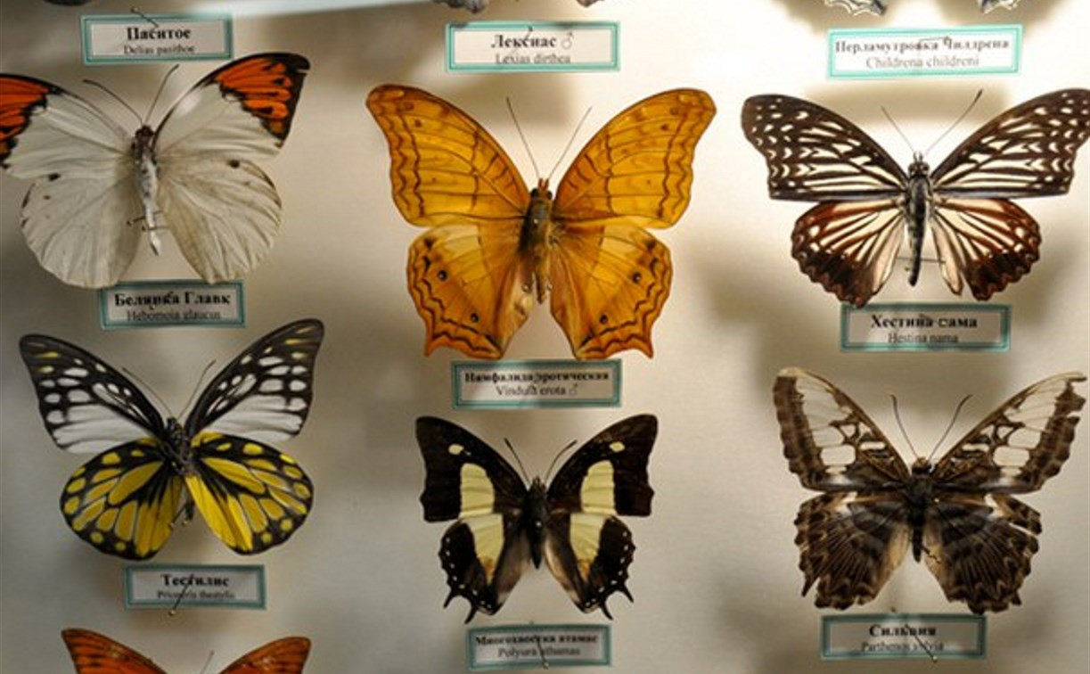 В экзотариуме можно увидеть бабочку Дуру