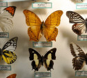 В экзотариуме можно увидеть бабочку Дуру