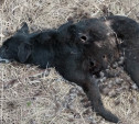 В Тульской области продолжают находить убитых собак из монастырского приюта: фото 18+