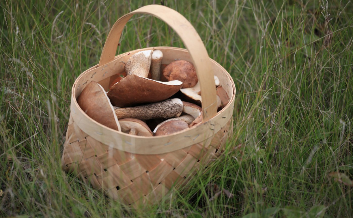 Тульская область вошла в топ-10 лучших направлений по сбору грибов
