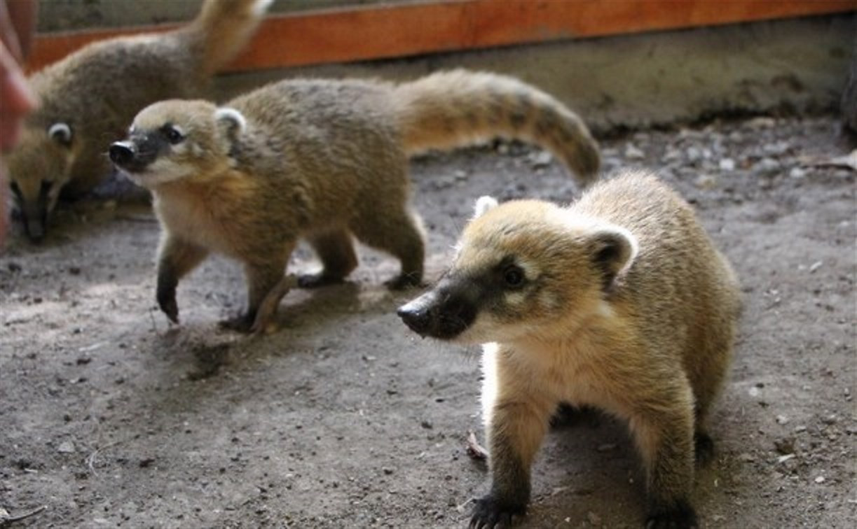 В Детском парке Новомосковска осенью откроется мини-зоопарк