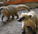 В Детском парке Новомосковска осенью откроется мини-зоопарк