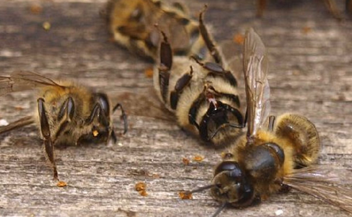 Российские пчеловоды жалуются на массовую гибель медоносных насекомых
