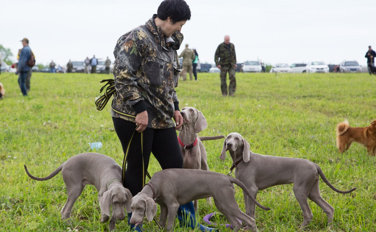 В Тульской области открылась ХII Всероссийская выставка охотничьих собак