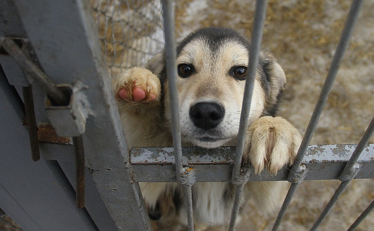 За неделю на улицах Тулы отловили более 20 бездомных собак