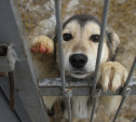За неделю на улицах Тулы отловили более 20 бездомных собак