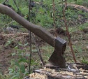 Экс-руководители  ГУ «Чернское лесничество» и ООО «Черньлесресурс» осуждены за незаконную вырубку деревьев