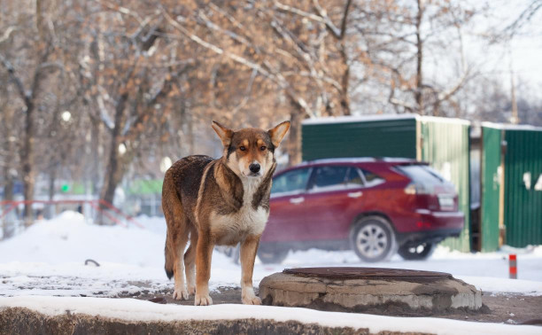 В Тульской области появилась горячая линия по отлову бездомных собак