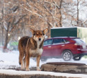 В Тульской области появилась горячая линия по отлову бездомных собак