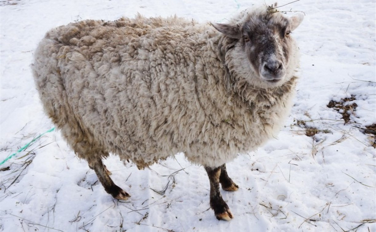 В Арсеньевском районе мужчина украл овцу