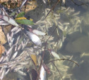 Под Новомосковском в Шатском водохранилище массово погибла рыба