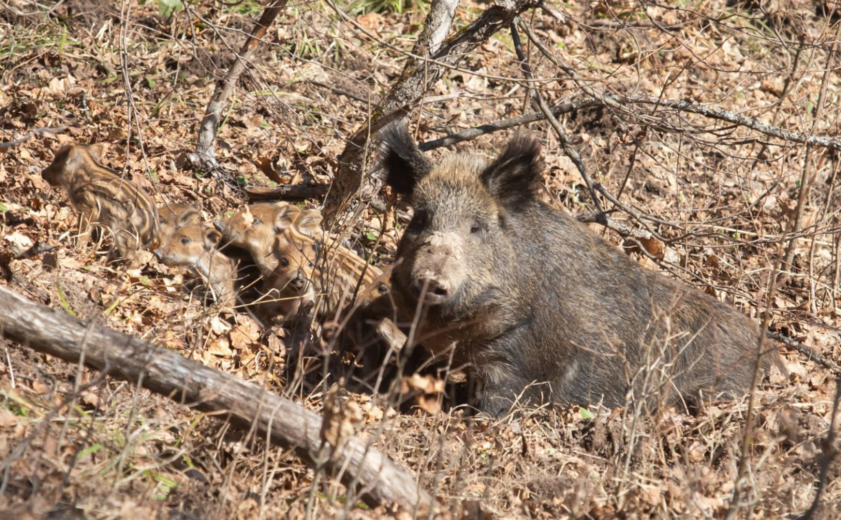 В тульских лесах отстреляют более 160 кабанов из-за АЧС