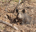 В тульских лесах отстреляют более 160 кабанов из-за АЧС