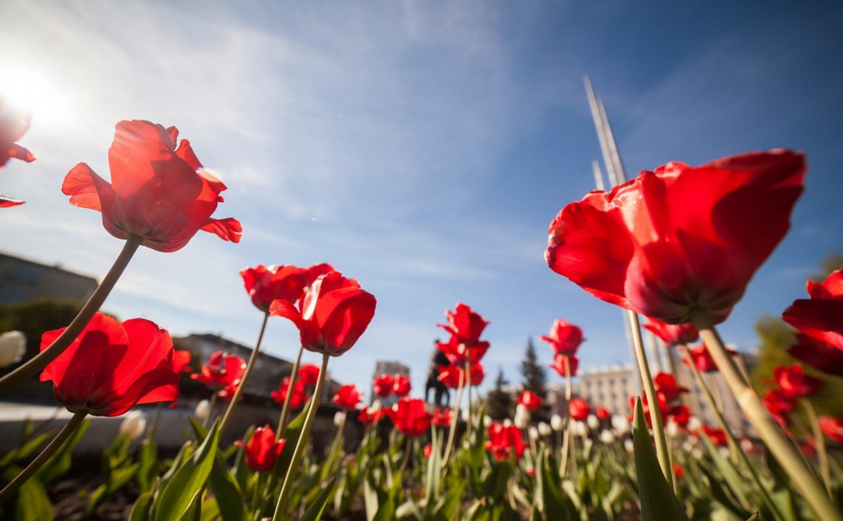Весной в Туле расцветут 157 тысяч тюльпанов